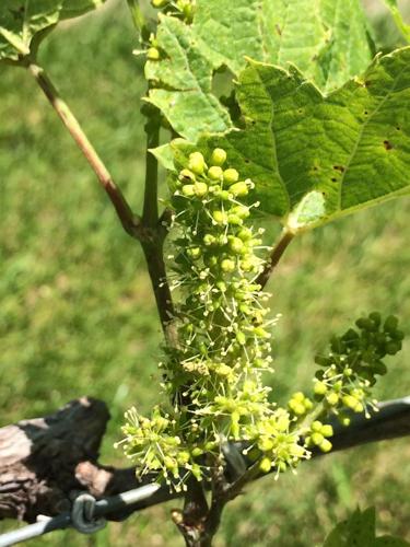 Finger Lakes Wines and Grapes: Vineyard crop size looking good so far