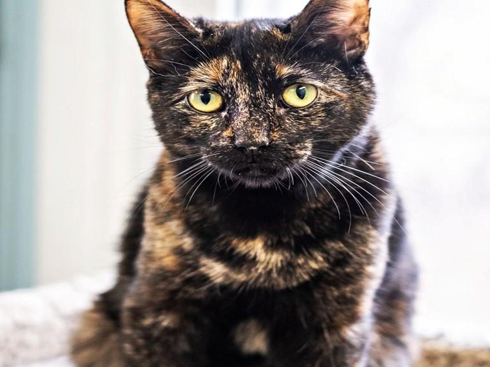 Finger Lakes Spca Covid 19 Tips From Young Tortie Trish