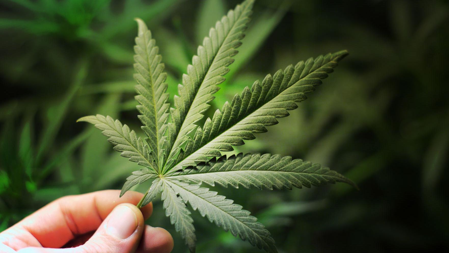 Cayuga County-area municipalities weighing marijuana options - Vimarsana News
