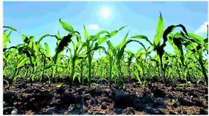 Why soil is important to human medicine