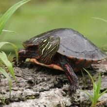 DEC Reminds New Yorkers to "Give Turtles a Brake"
