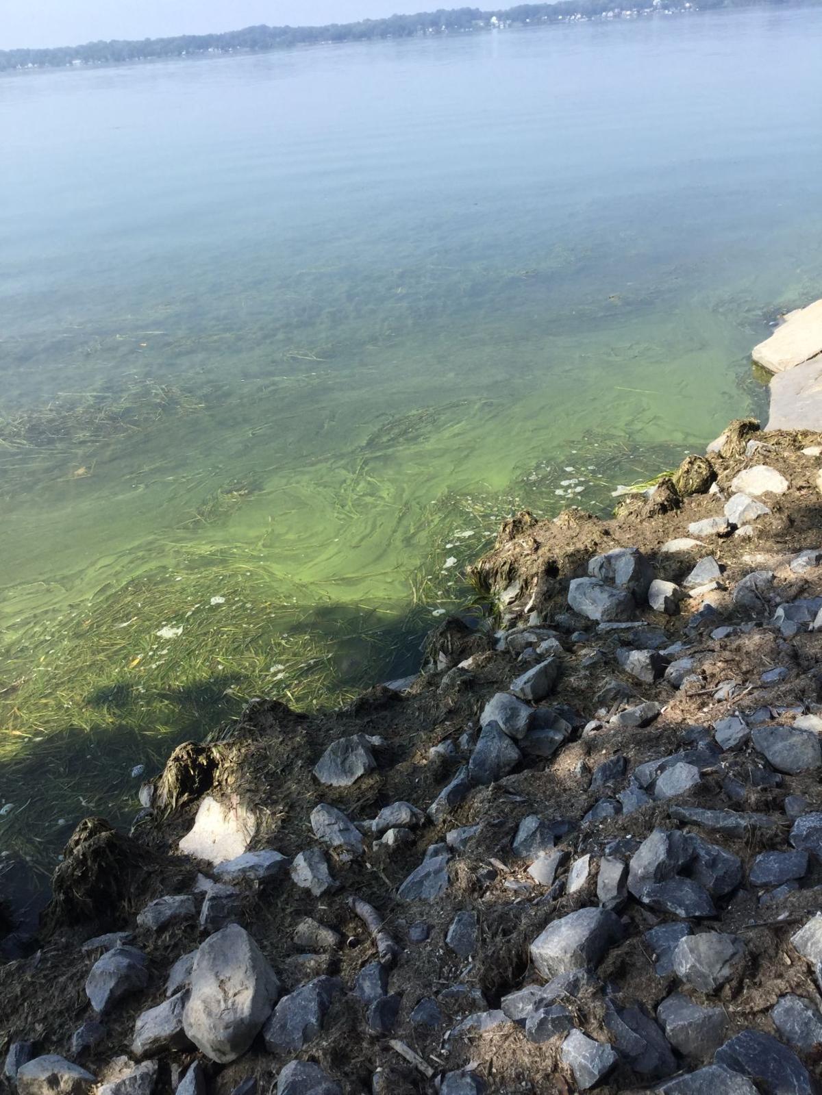 Sample results show Cayuga Lake harmful algal blooms had high toxin