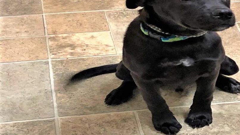 Finger Lakes Spca Your Heart Will Spike For This Puppy Lab Mix Lifestyles Auburnpub Com