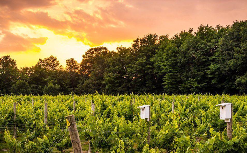 Colloca Estate Winery 2
