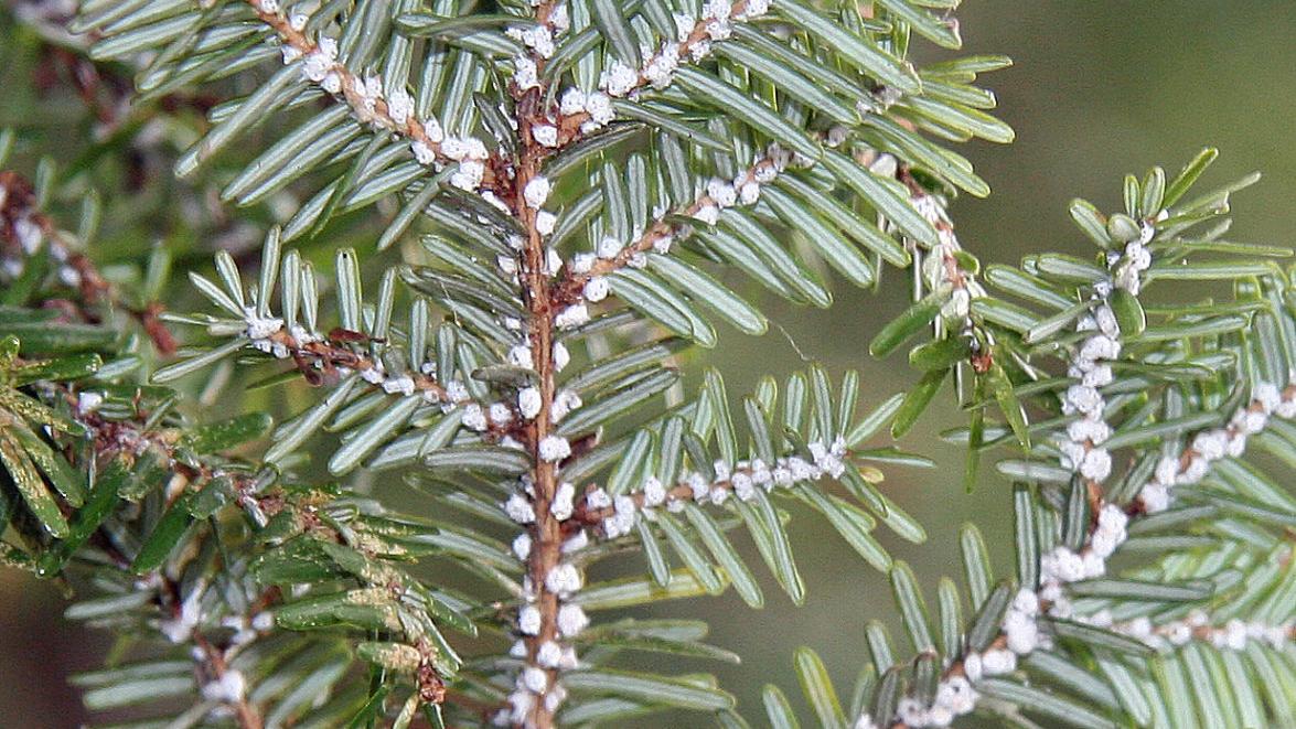 Eco Talk: Hemlock woolly adelgid still a threat to local trees - Vimarsana News
