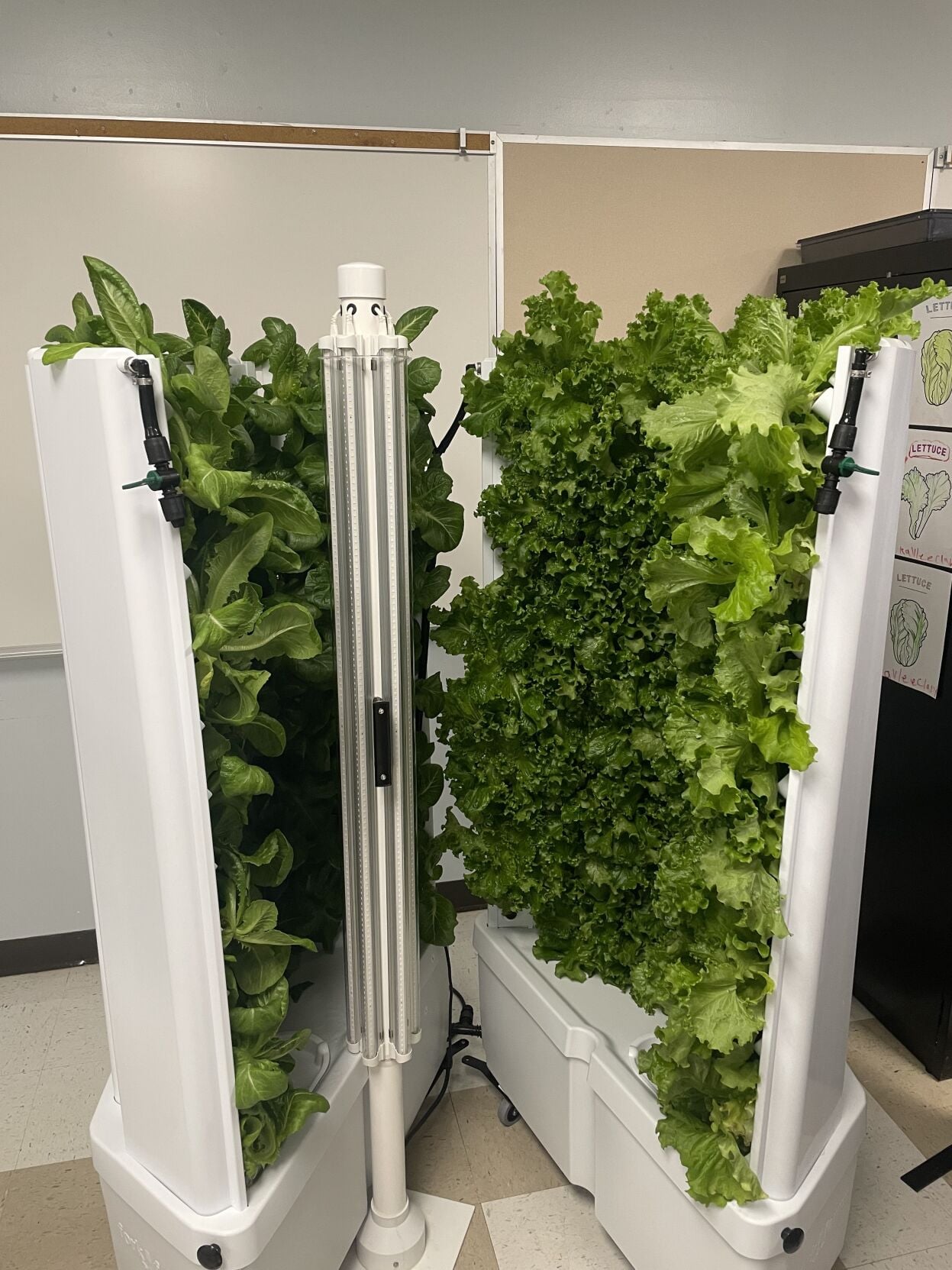 Ready to Harvest.jpg