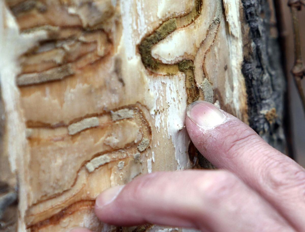 Forest Pests