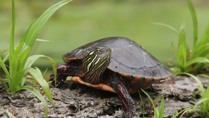 DEC Reminds New Yorkers to "Give Turtles a Brake"