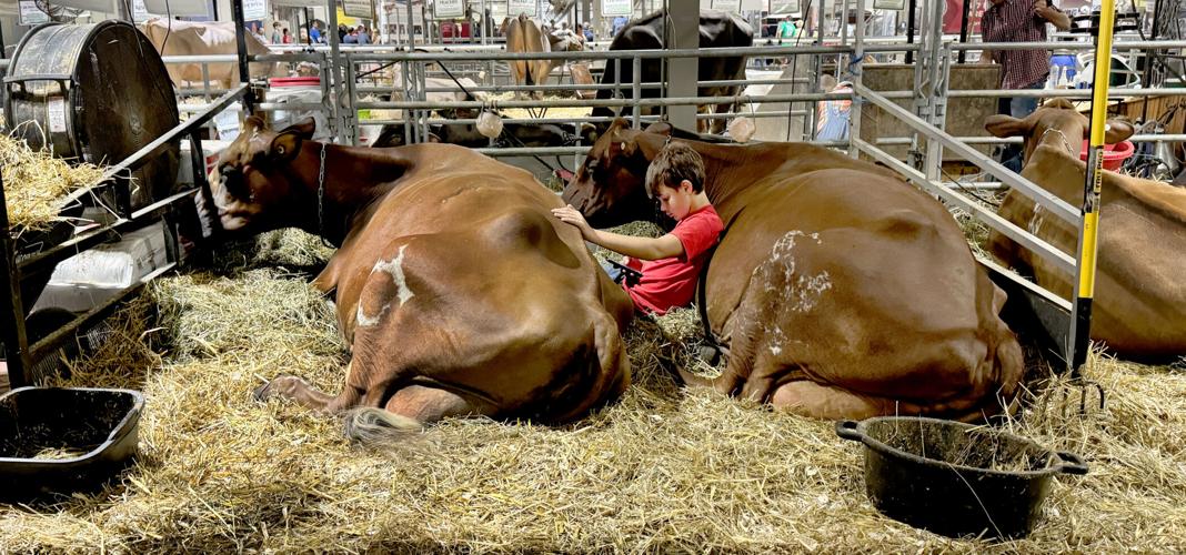 Boy and Cows.JPG