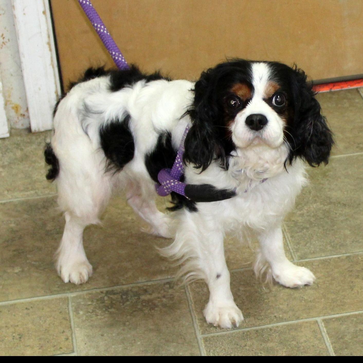 Finger Lakes Spca Cavalier King Charles Spaniel Wants A New Court