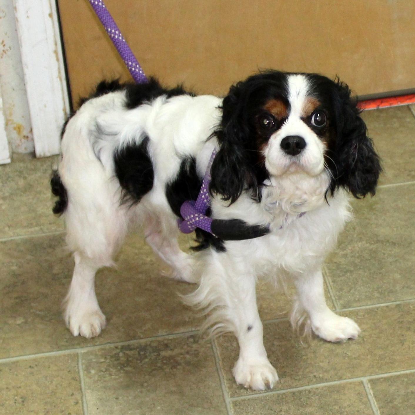Finger Lakes Spca Cavalier King Charles Spaniel Wants A New Court