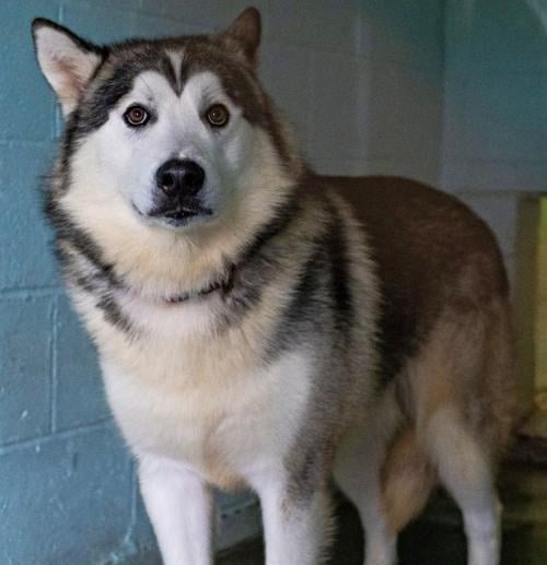 Kato