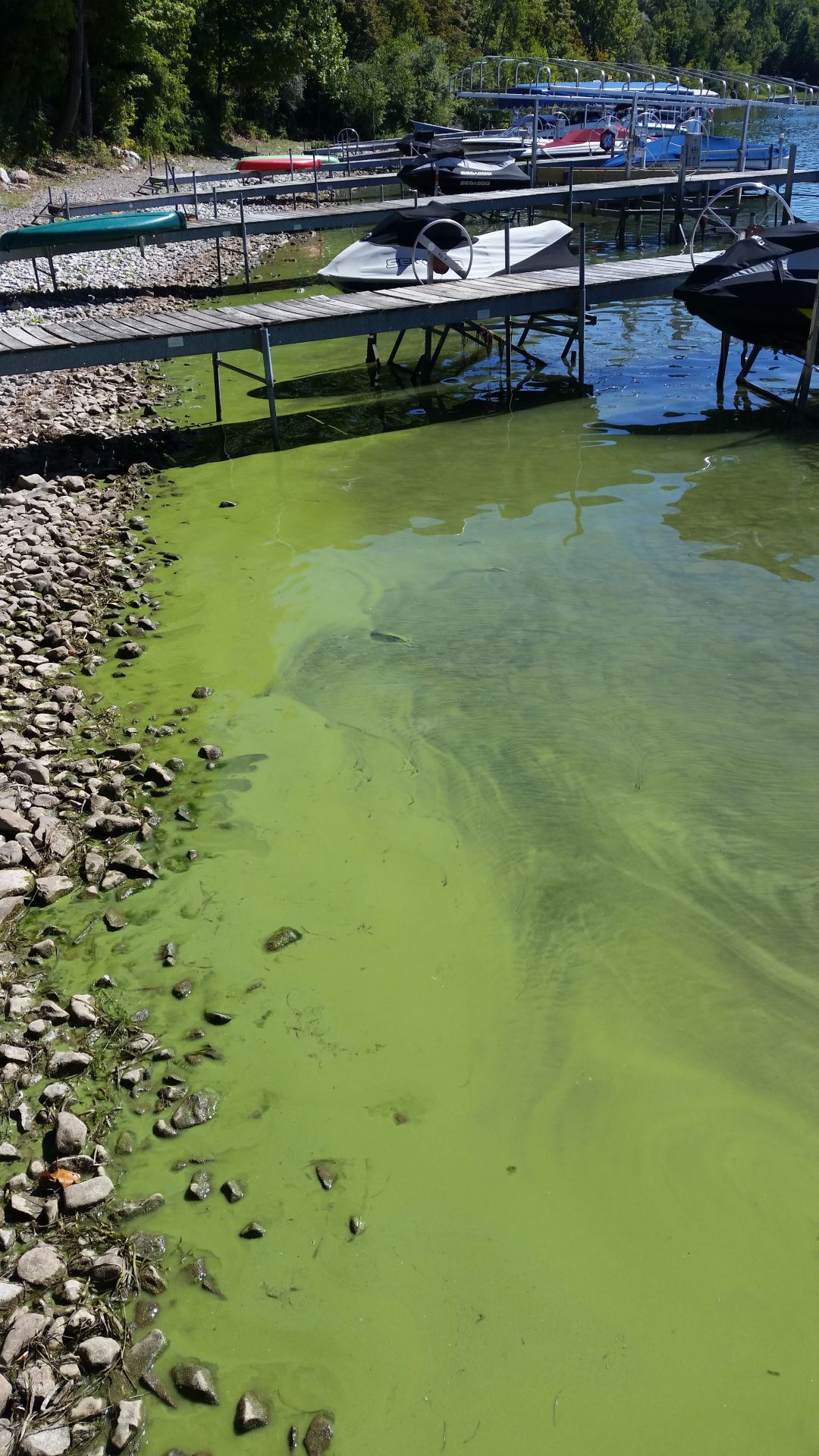 New environmental group to host presentations on blue-green algae in ...