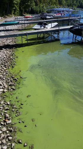 Blue-green algae