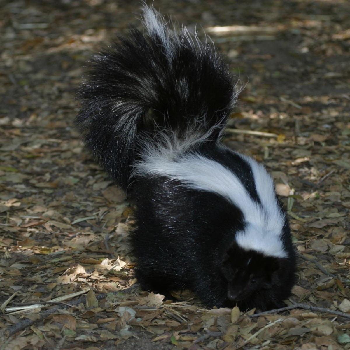 Got Skunks In Your Home Don T Use A Smoke Bomb Auburnpub Com