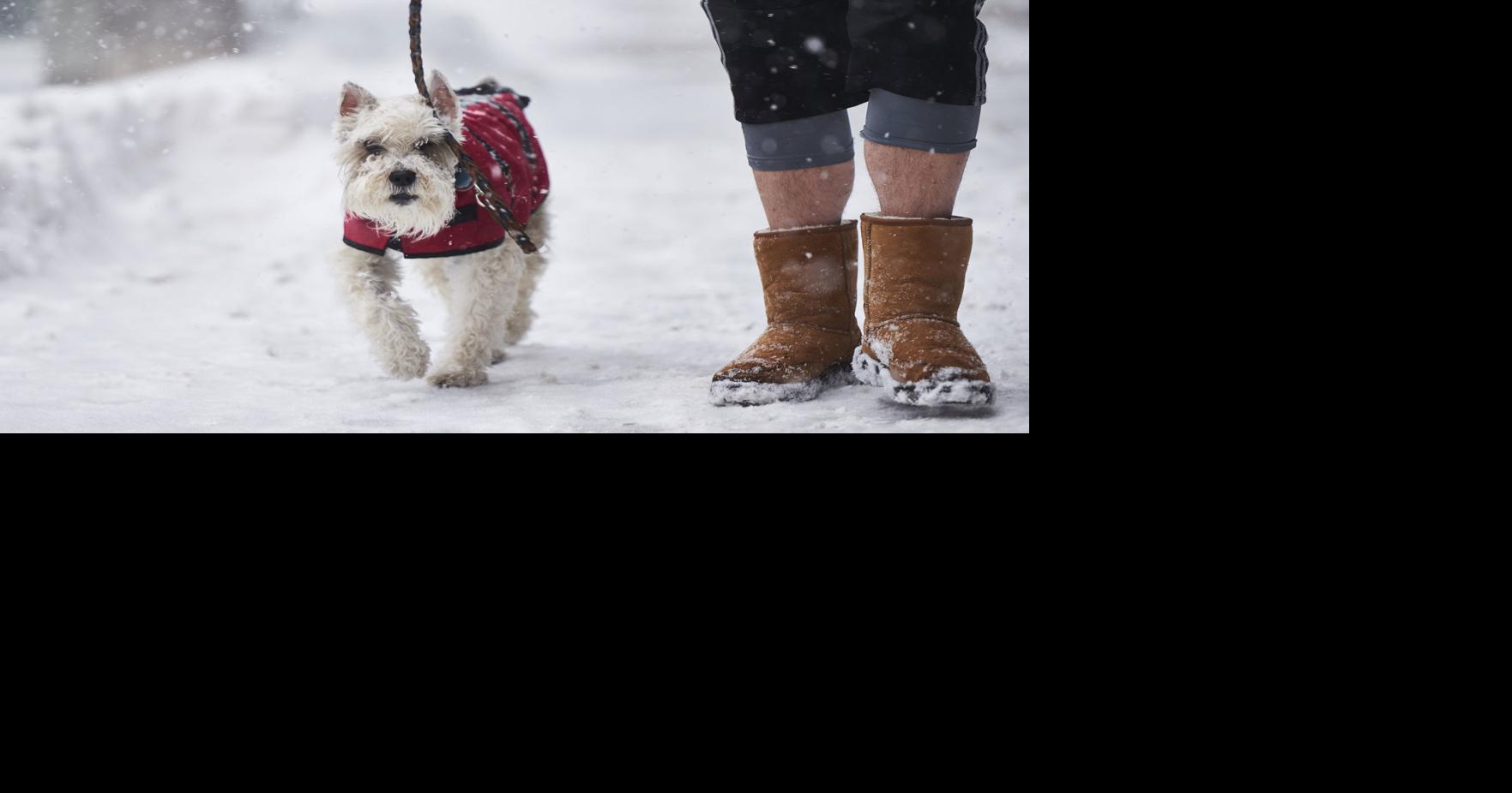 How to keep dogs safe from the cold