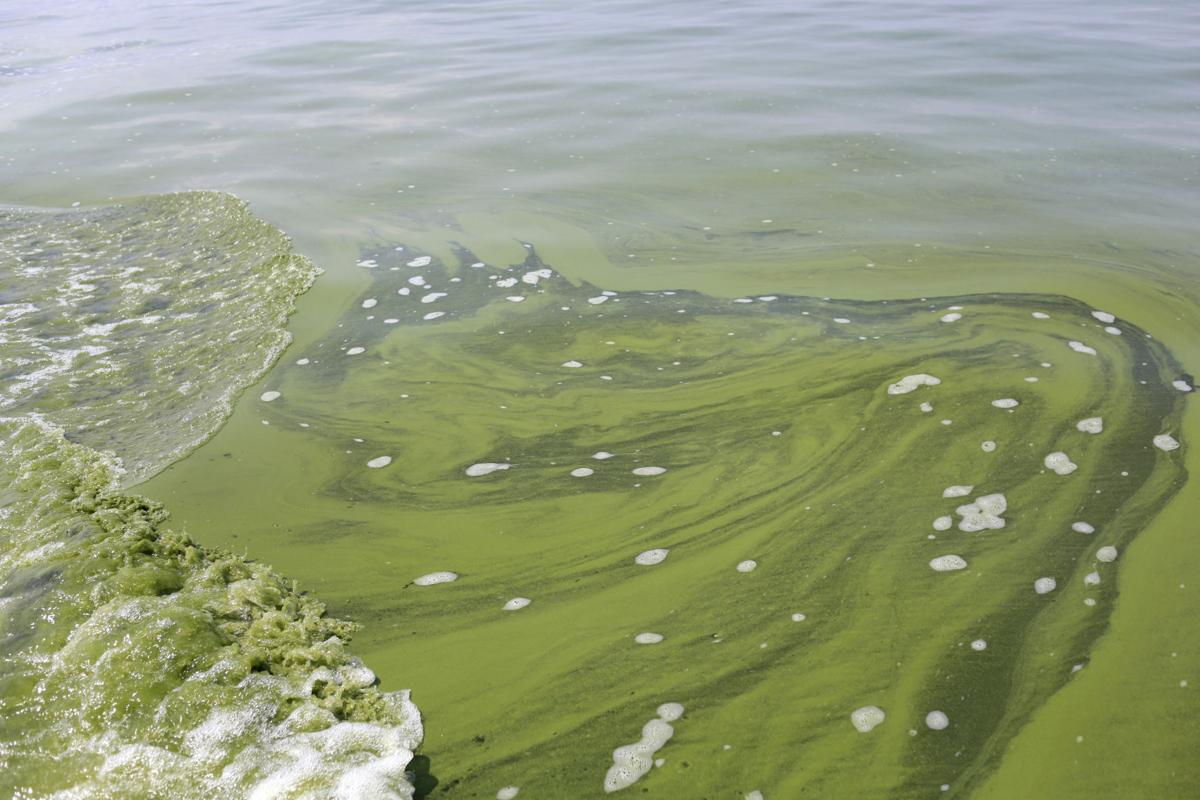 Harmful algal blooms continue to be found in Cayuga Countyarea lakes