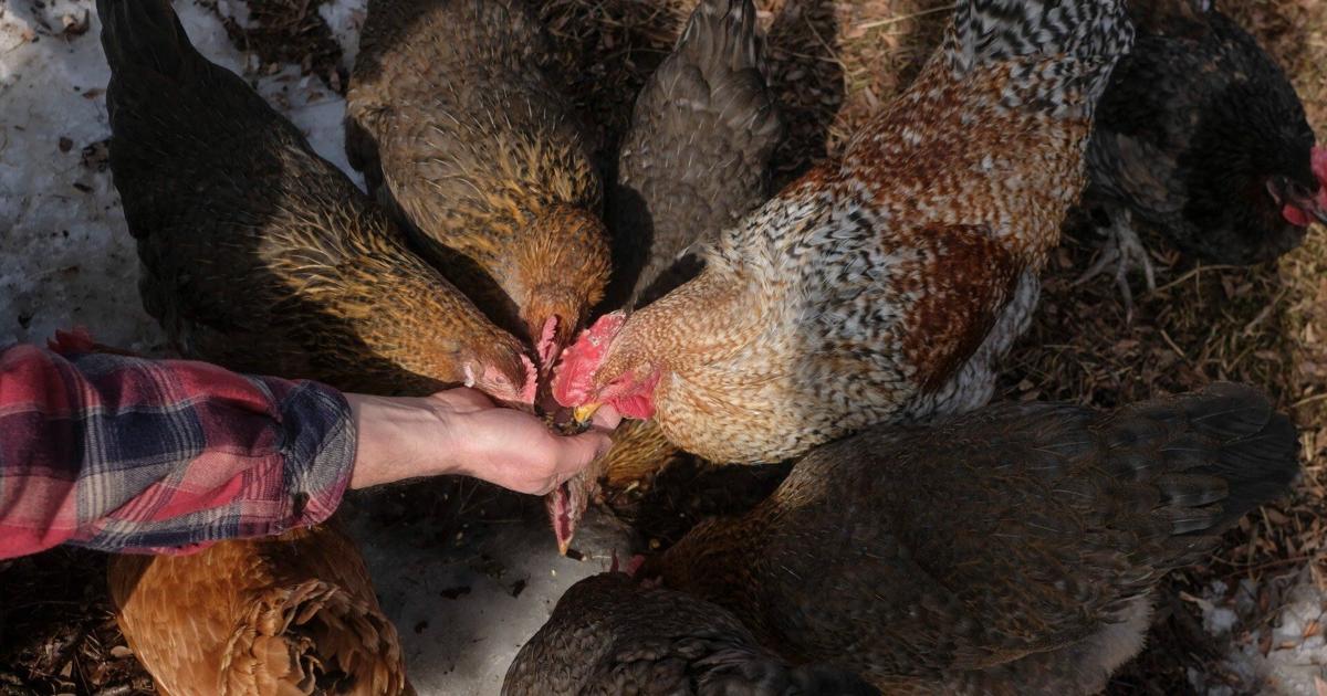 Suspected bird flu at state-owned pheasant farm near Ithaca
