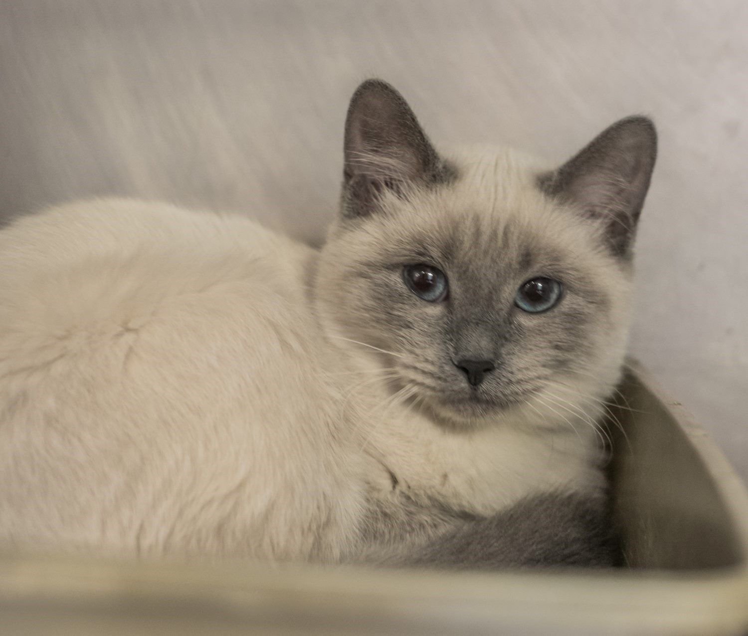 siamese kittens for adoption