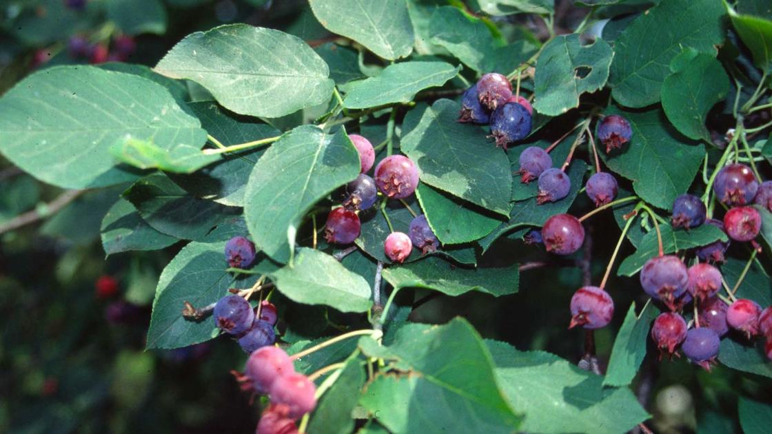 Eco Talk Juneberries Are A Superfood Available Locally