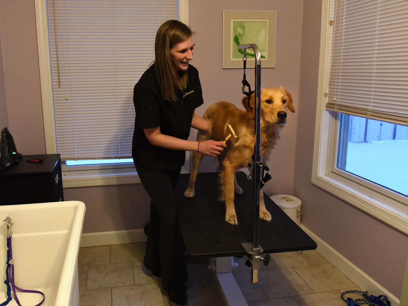 Puppy Parlour New Dog Grooming Business Opens In Auburn
