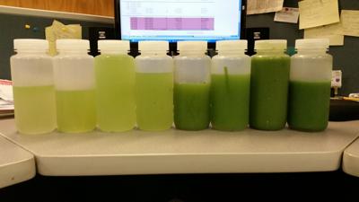 Blue-green algae samples