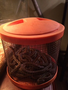 craigslist reptiles for sale