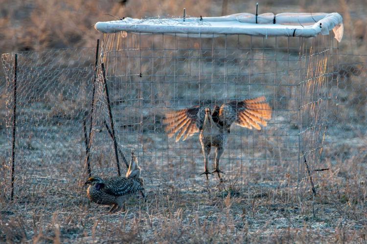 Sharp-tailed grouse in trap closeup