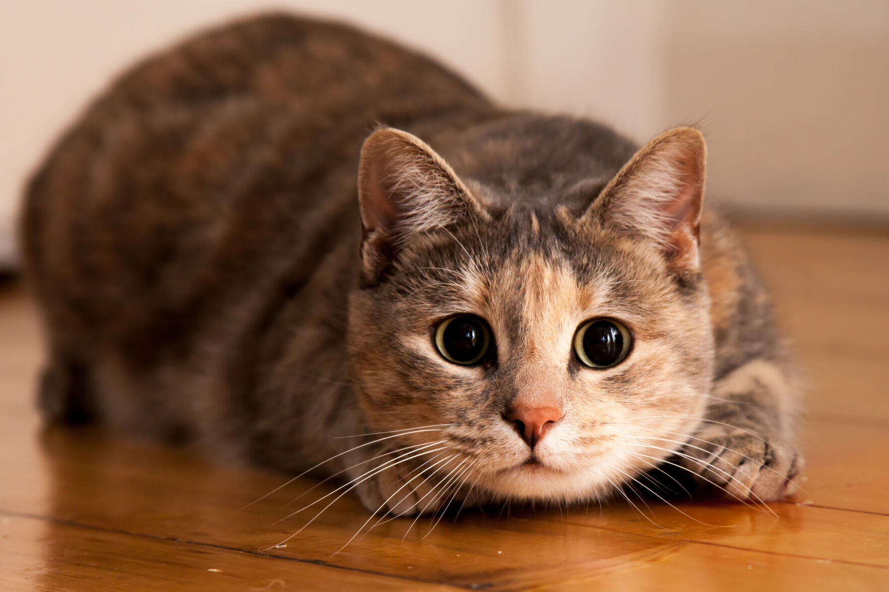 Maurillo: Treating conjunctivitis in cats