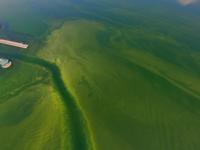 Cayuga County Health Department: Harmful algal blooms — know, avoid, report