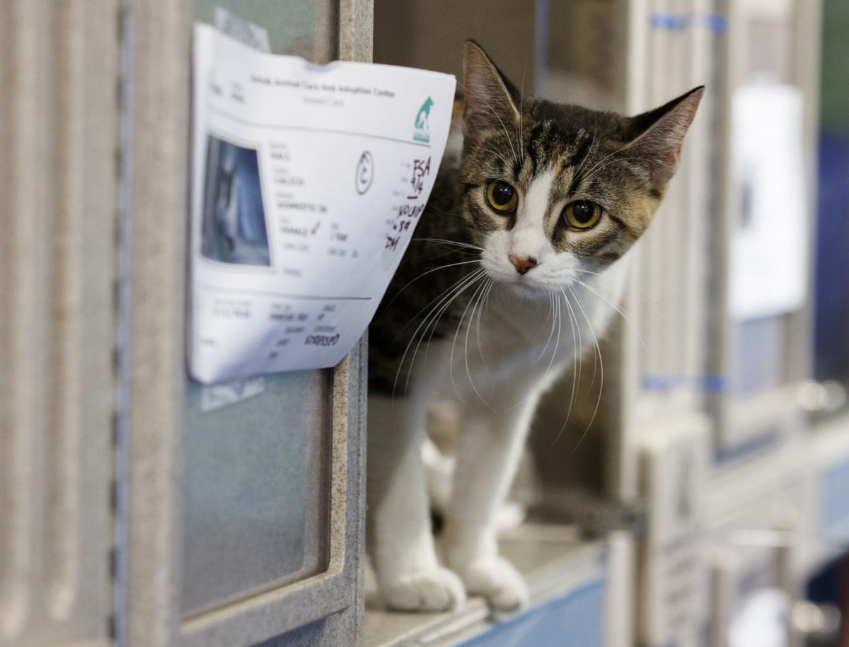 Ny Reps Rice Katko Eye Adoption Policy For Cats Dogs Used In
