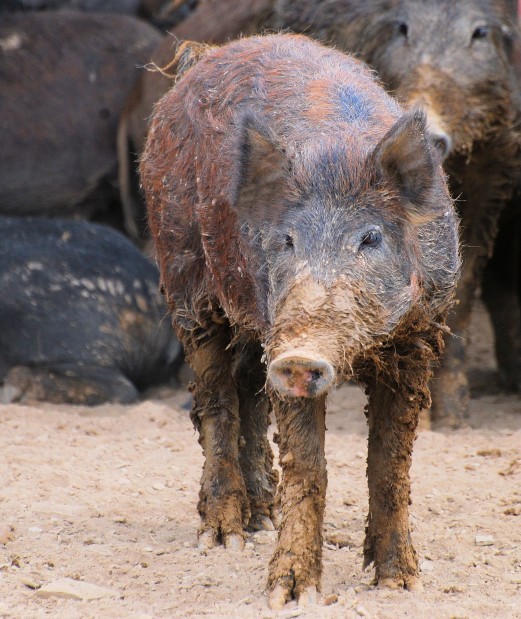 Porcine pests: Feral pigs doing damage in central New York | Local News ...