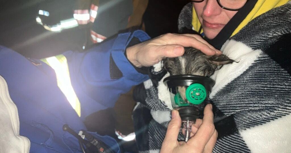 Dog helped with oxygen mask after Cayuga County house fire - Vimarsana News
