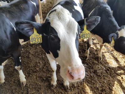 Dairy cow