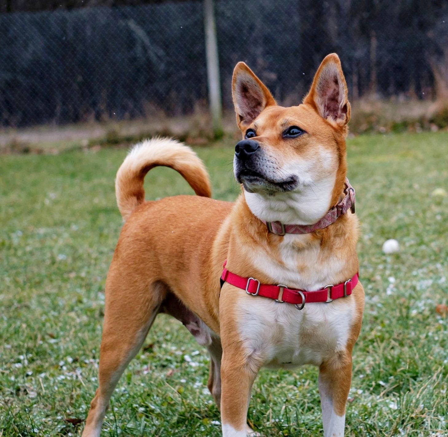 Shiba inu hot sale mastiff mix