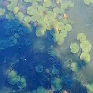 New York State S Promised 600 000 On Blue Green Algae Research On