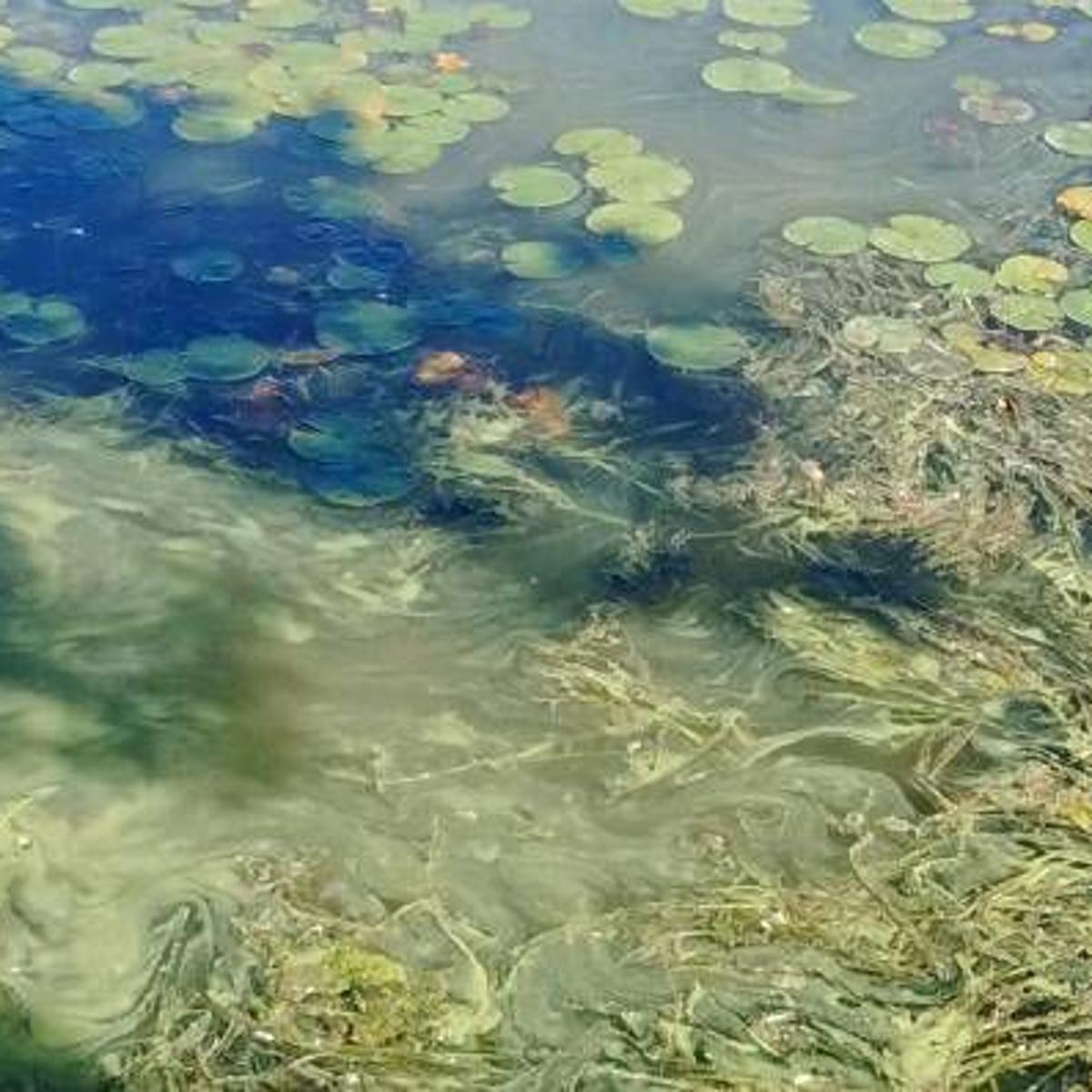 New York State S Promised 600 000 On Blue Green Algae Research On