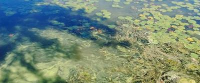 blue-green algae