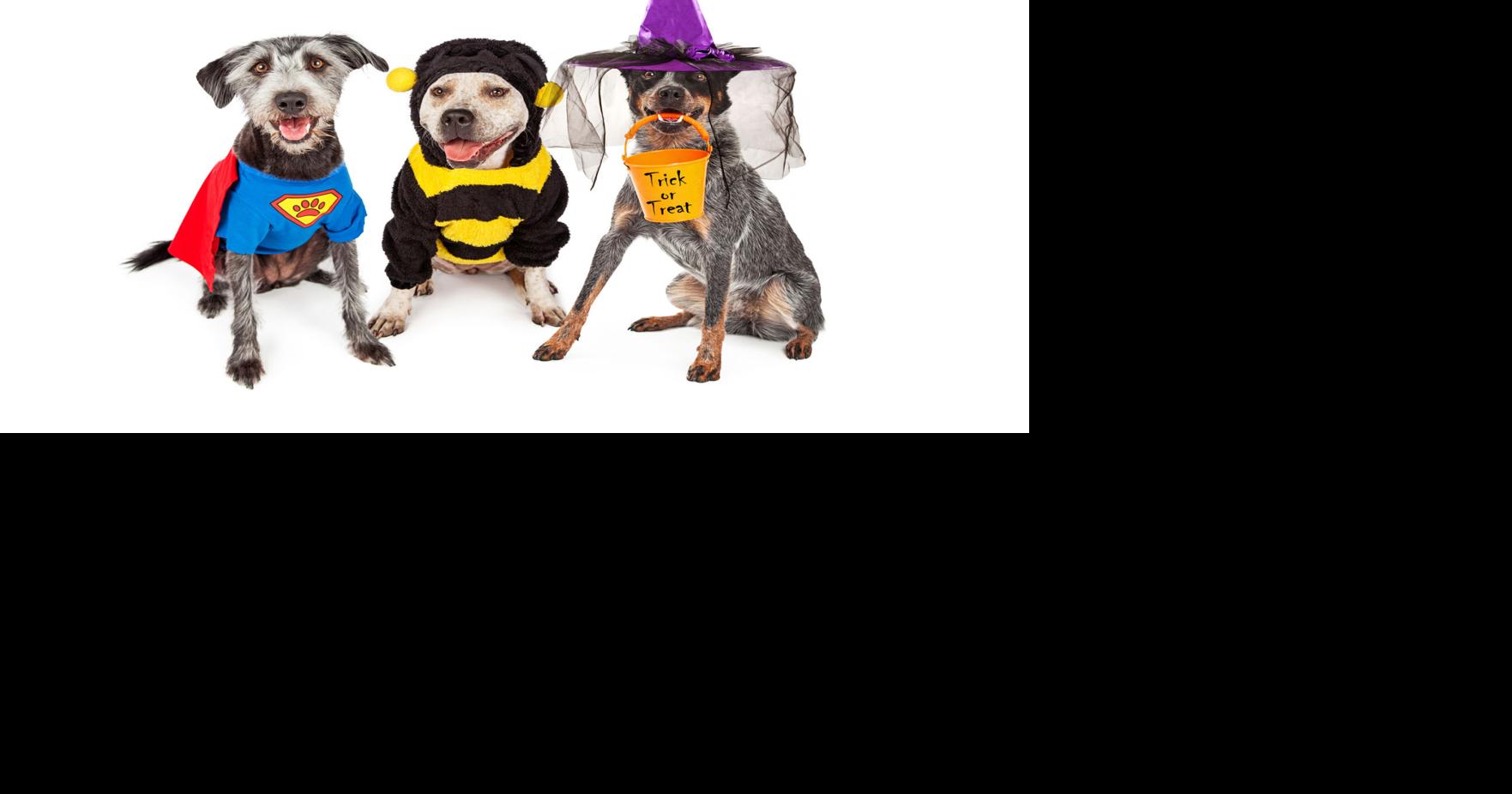 Auburn shelter to host HOWLoween at Owen Orchards