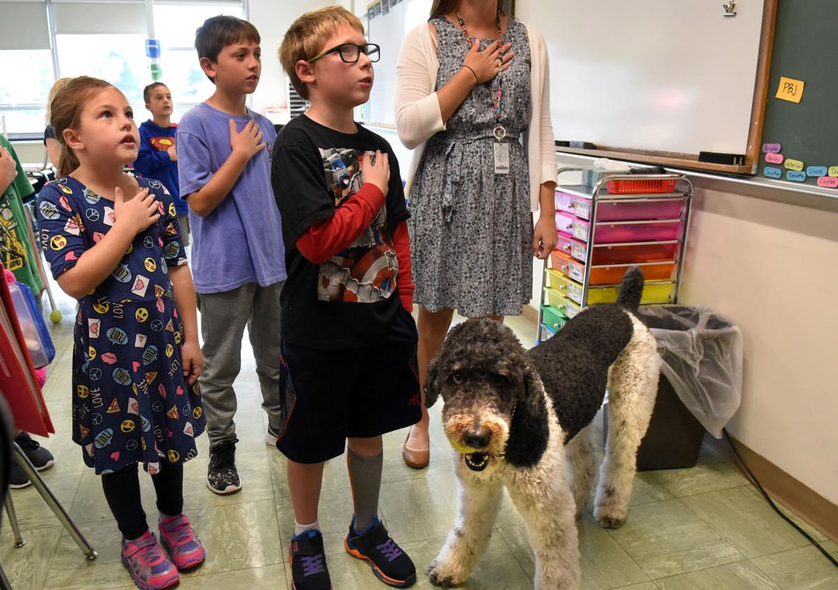 Archer therapy dog 8