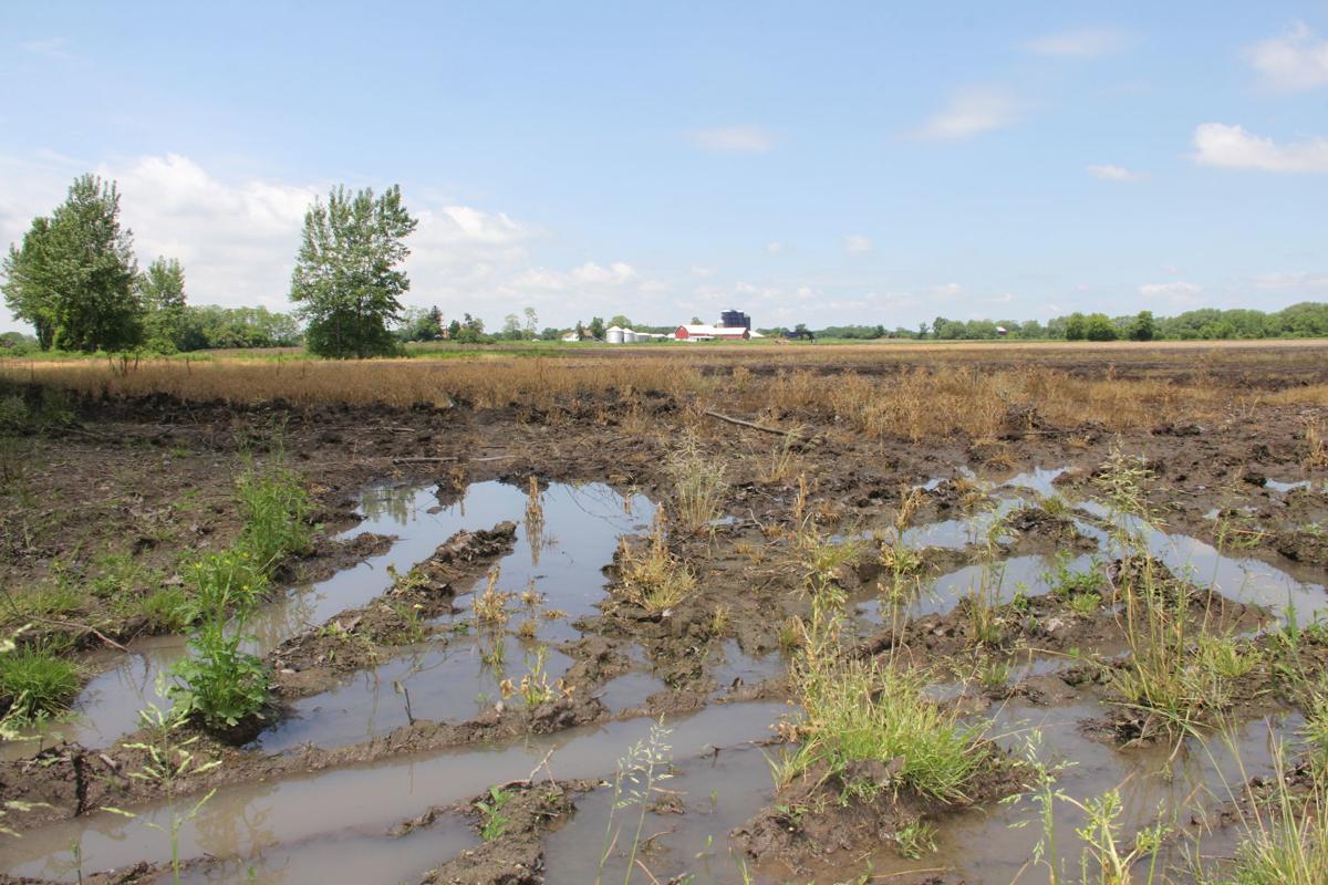 Cayuga County farmers sprint, wait to finish spring planting