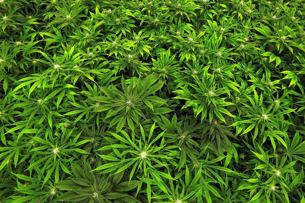 Marijuana