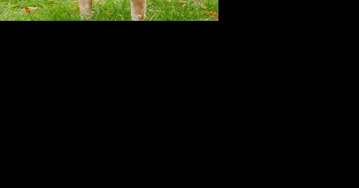Finger Lakes SPCA: Young beagle-hound mix Jessie is so excited to find a home - Vimarsana News