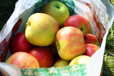 Apple Picking 6.JPG