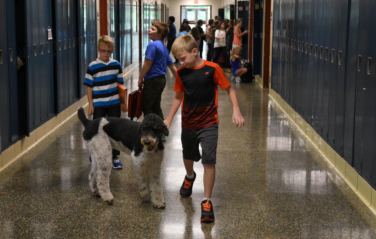Archer therapy dog 7