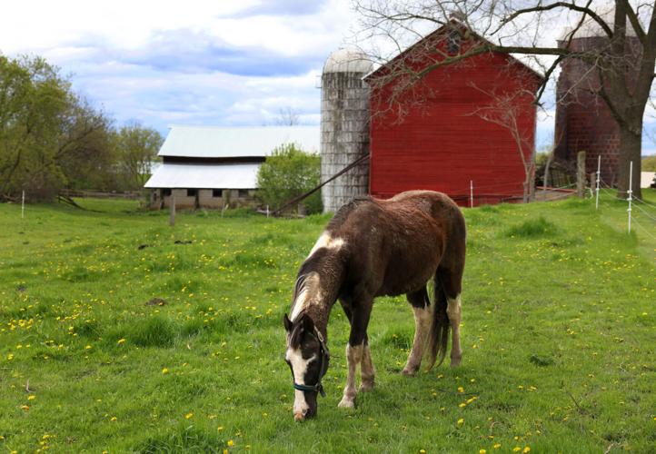 Green grazing