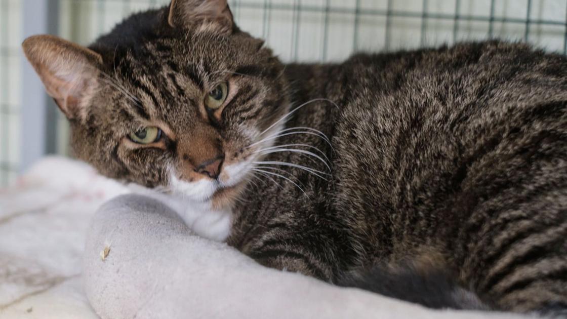 Finger Lakes SPCA: Cat Fogerty is lookin’ out his again door for a brand new dwelling | Existence