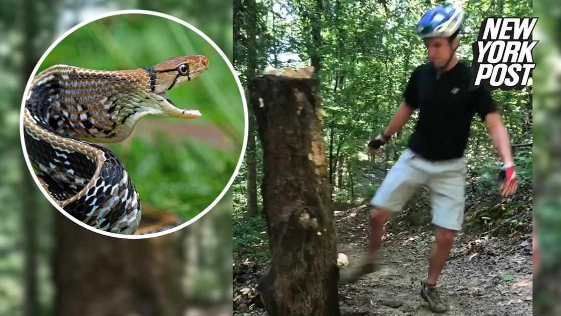 Copperhead snake bite sends biker racing for antivenom National News