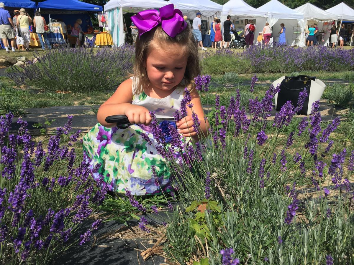 'Best herb ever' Community celebrates ninth annual Lavender Festival