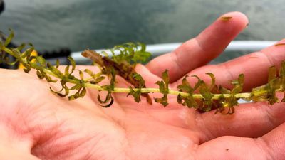 Hydrilla